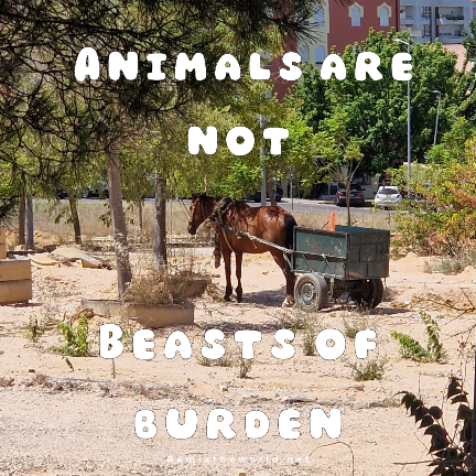 ANIMALS ARE NOT BEASTS OF BURDEN